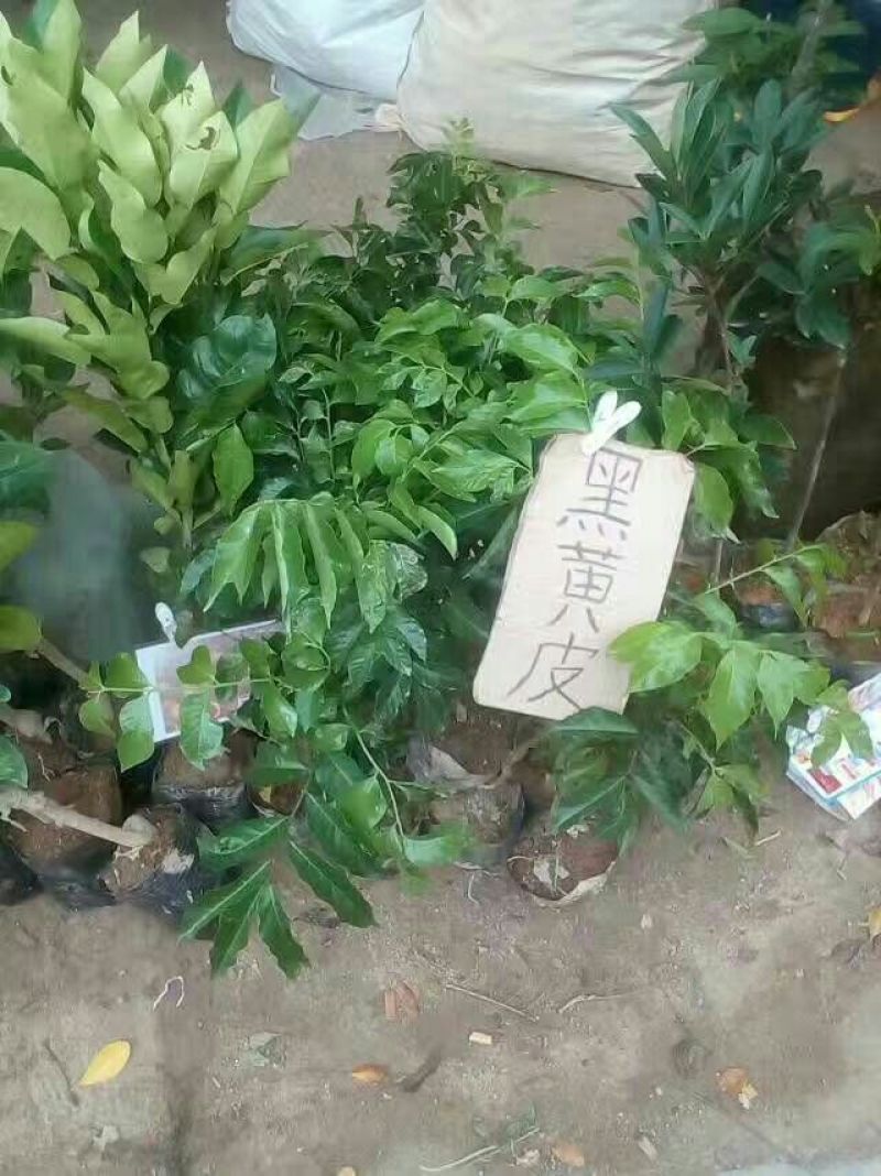 无核黄皮果苗20~30cmcm