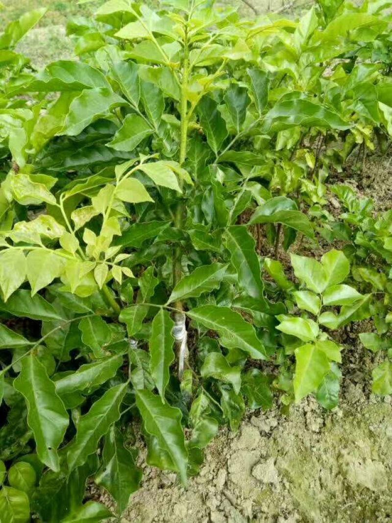 无核黄皮果苗20~30cmcm