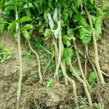 无核黄皮果苗20~30cmcm