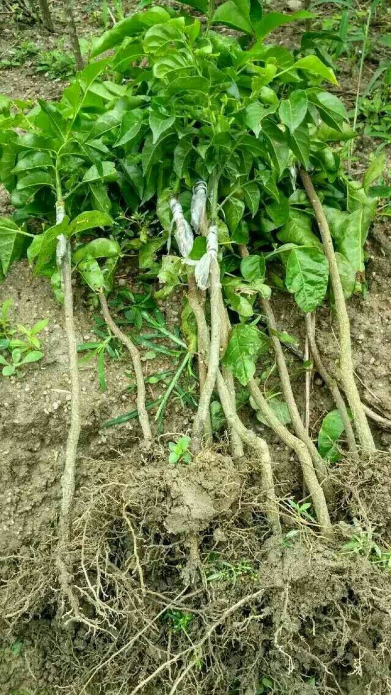 无核黄皮果苗20~30cmcm