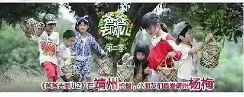 靖州杨梅1.5~2cm