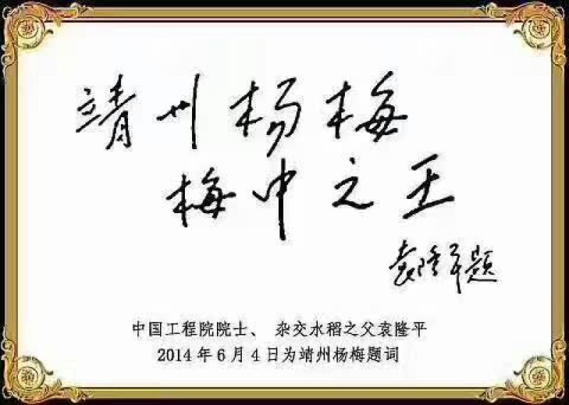靖州杨梅1.5~2cm