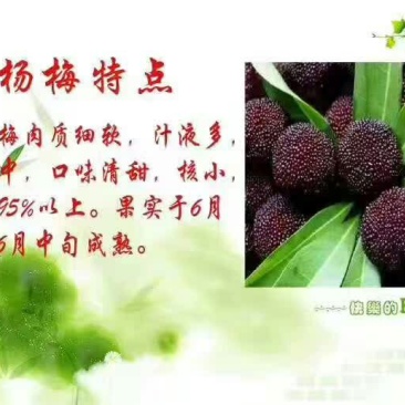 靖州杨梅1.5~2cm