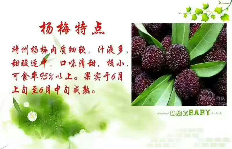 靖州杨梅1.5~2cm