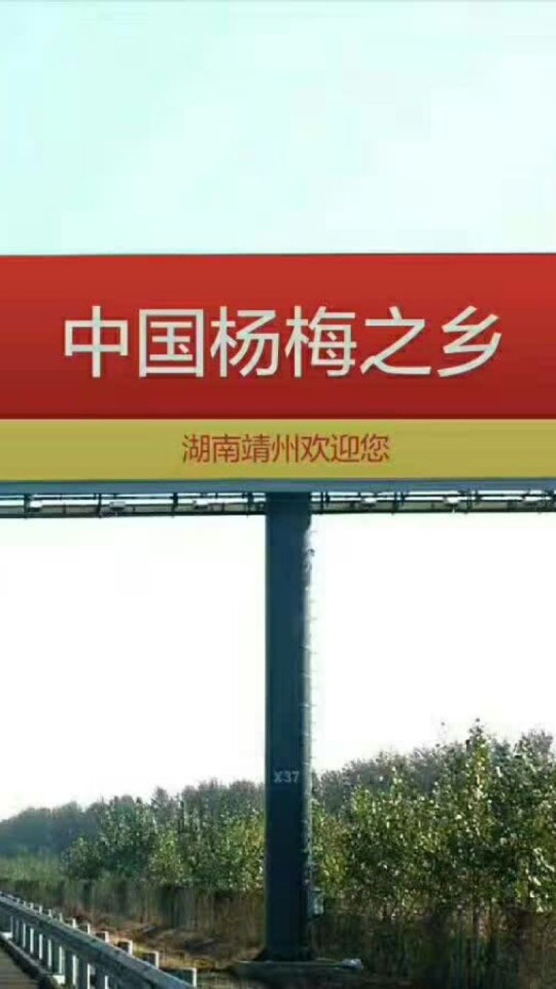 靖州杨梅1.5~2cm