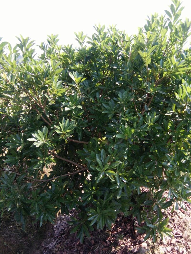 靖州杨梅1.5~2cm