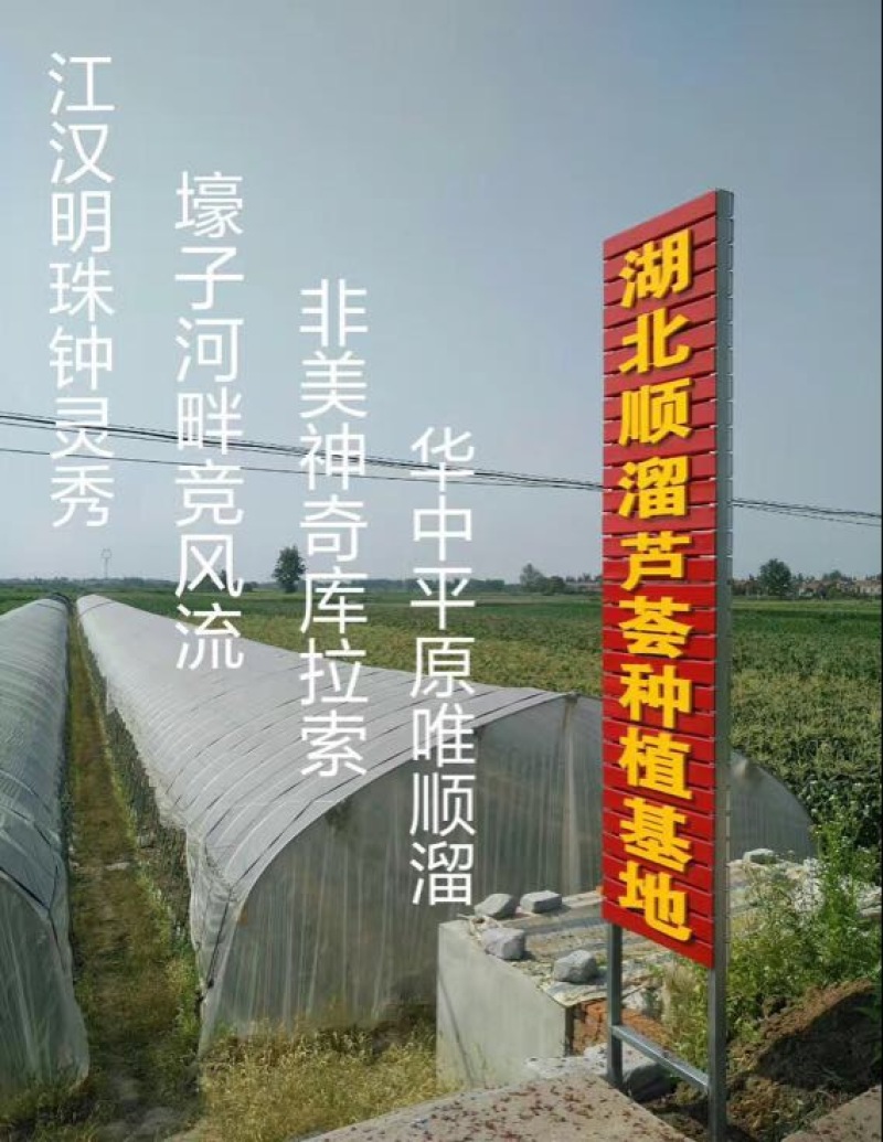 芦荟基地供应美国库拉索芦荟美容食用药用芦荟