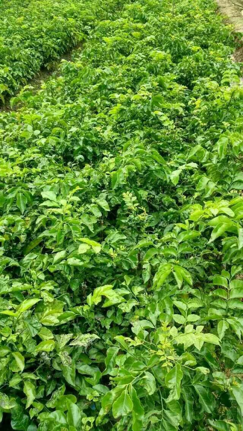无核黄皮果苗20~30cmcm