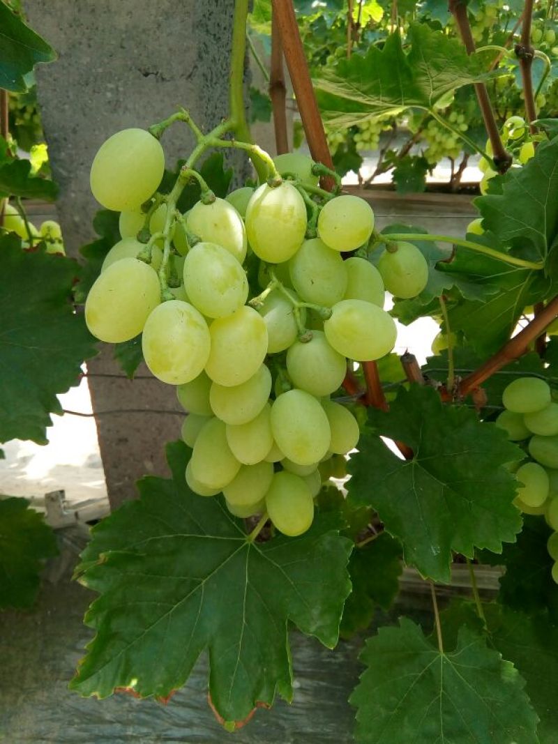 维多利亚葡萄0.8~1斤5%以下
