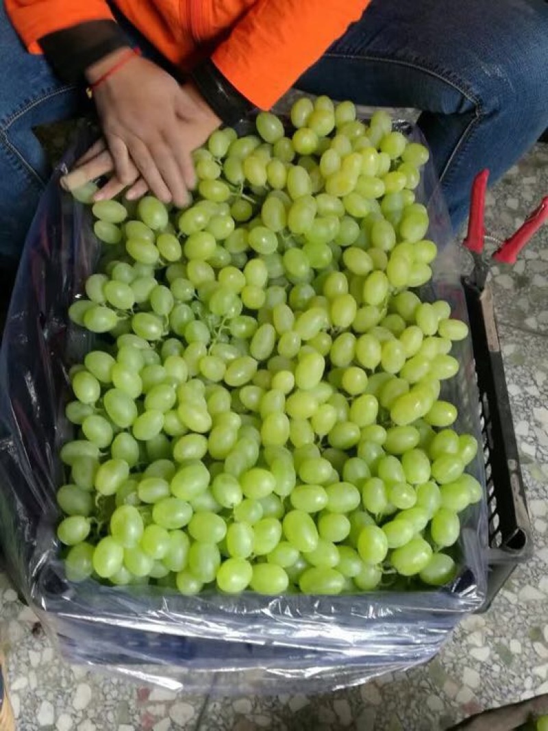 青提陕西青提葡萄基地，青提葡萄，夏黑葡萄，红提葡萄，克伦