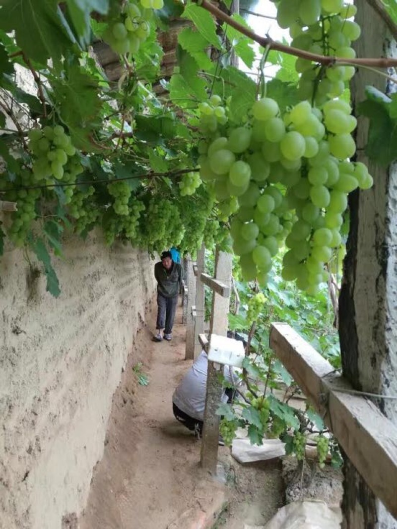 青提陕西青提葡萄基地，青提葡萄，夏黑葡萄，红提葡萄，克伦