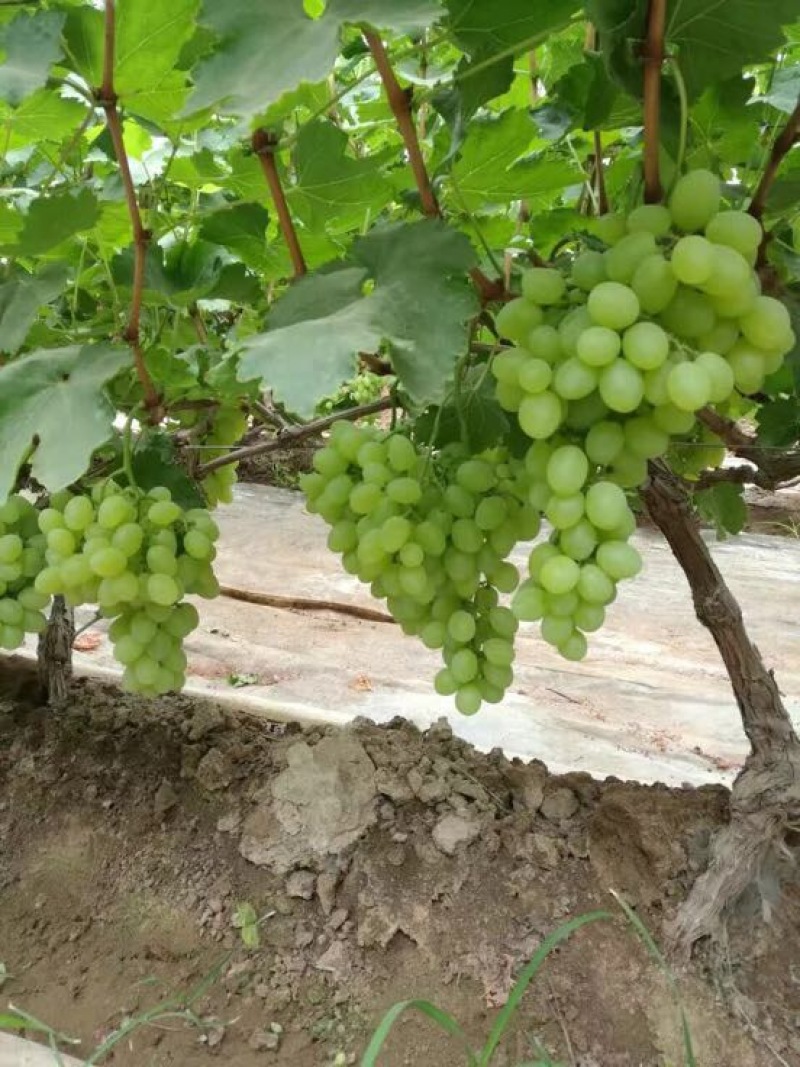 青提陕西青提葡萄基地，青提葡萄，夏黑葡萄，红提葡萄，克伦