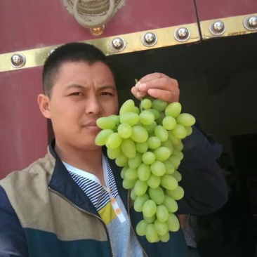青提陕西青提葡萄基地，青提葡萄，夏黑葡萄，红提葡萄，克伦