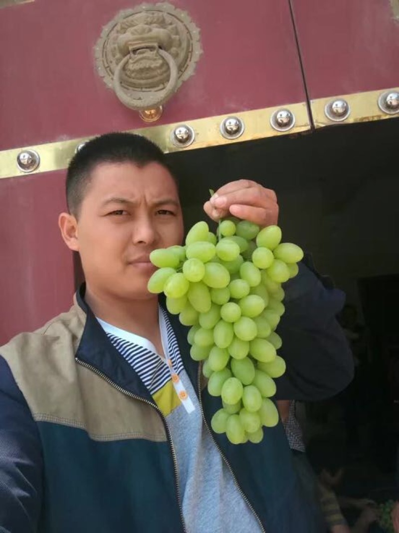 青提陕西青提葡萄基地，青提葡萄，夏黑葡萄，红提葡萄，克伦