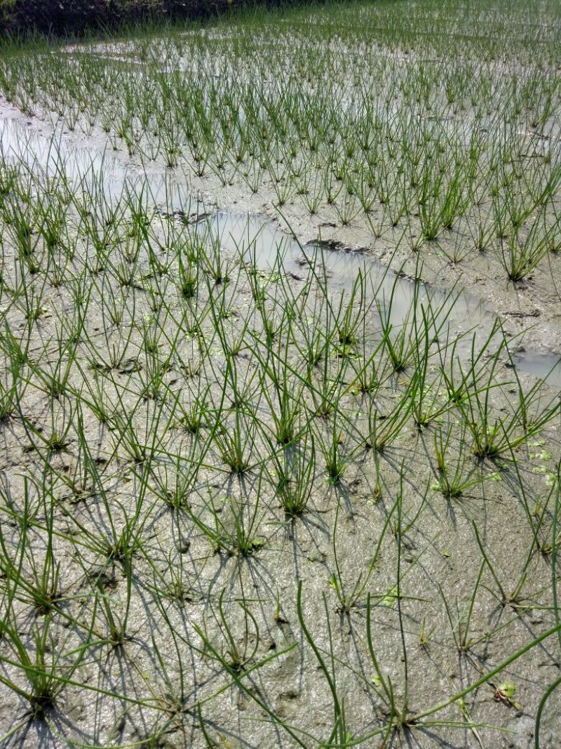 荸荠种1.5~2cm