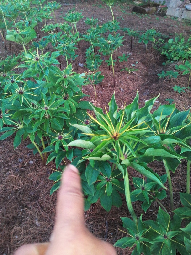 云南重楼鲜货统个