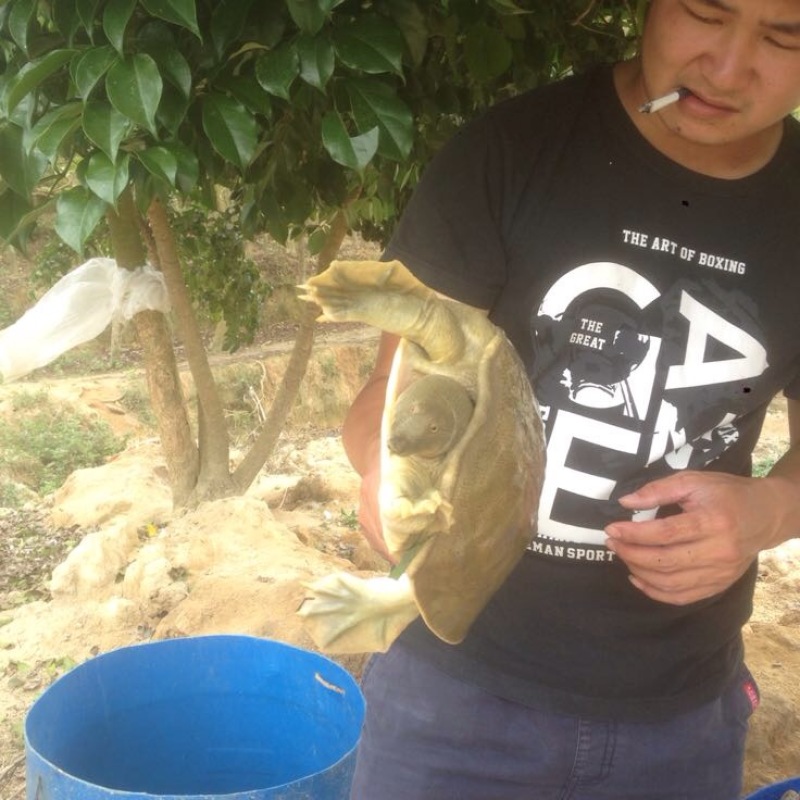 黄沙鳖