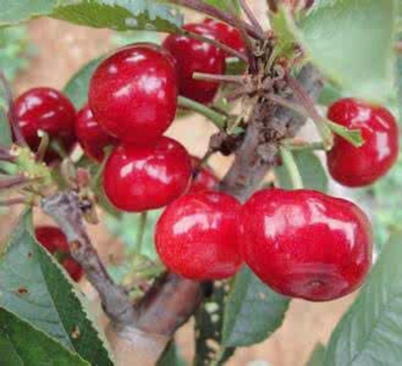 巴西甜樱桃树苗南方车厘子四季可种当年结果地栽盆栽庭院种植