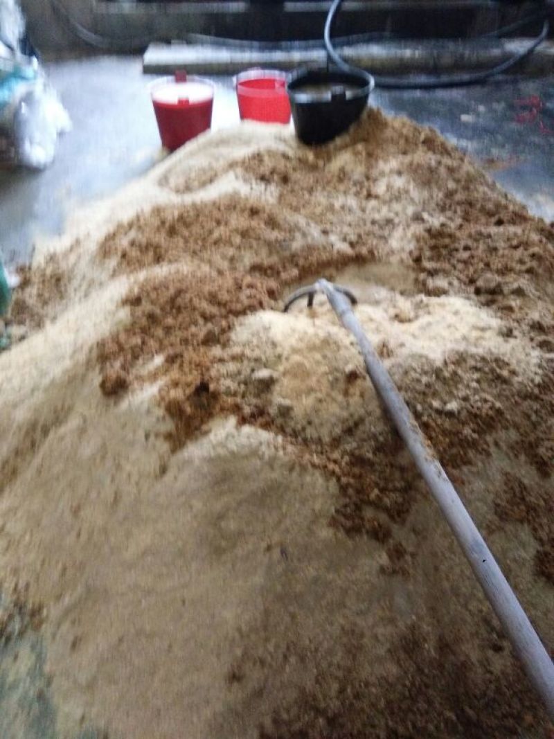 茯苓菌种母种原种栽培种