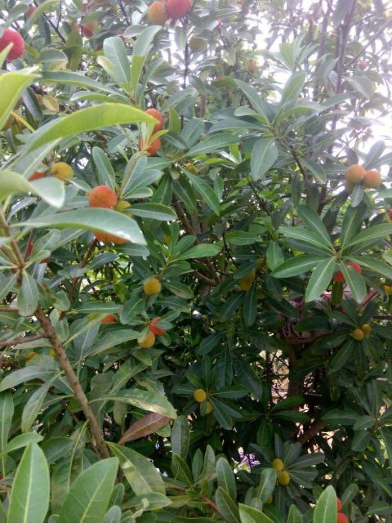靖州杨梅2~2.5cm