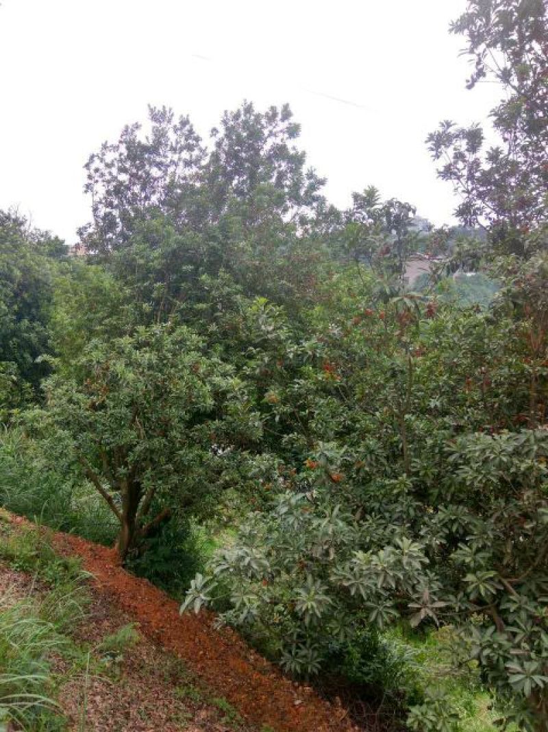 靖州杨梅2~2.5cm