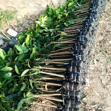 金煌芒树苗1~1.5m