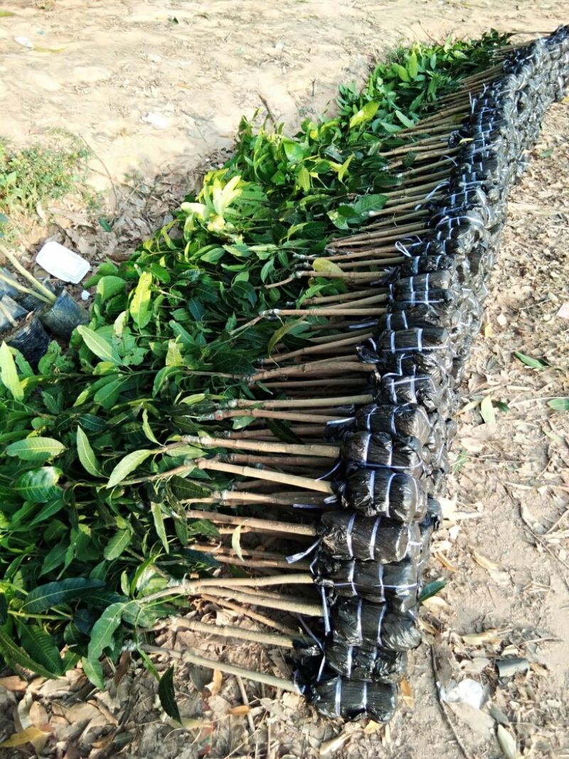 金煌芒树苗1~1.5m