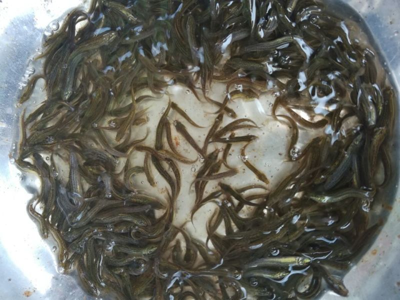 台湾泥鳅苗泥鳅苗商品泥鳅泥鳅苗场广东泥鳅孵化场