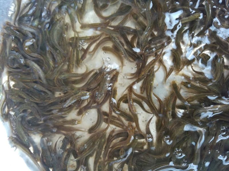 台湾泥鳅苗泥鳅苗商品泥鳅泥鳅苗场广东泥鳅孵化场