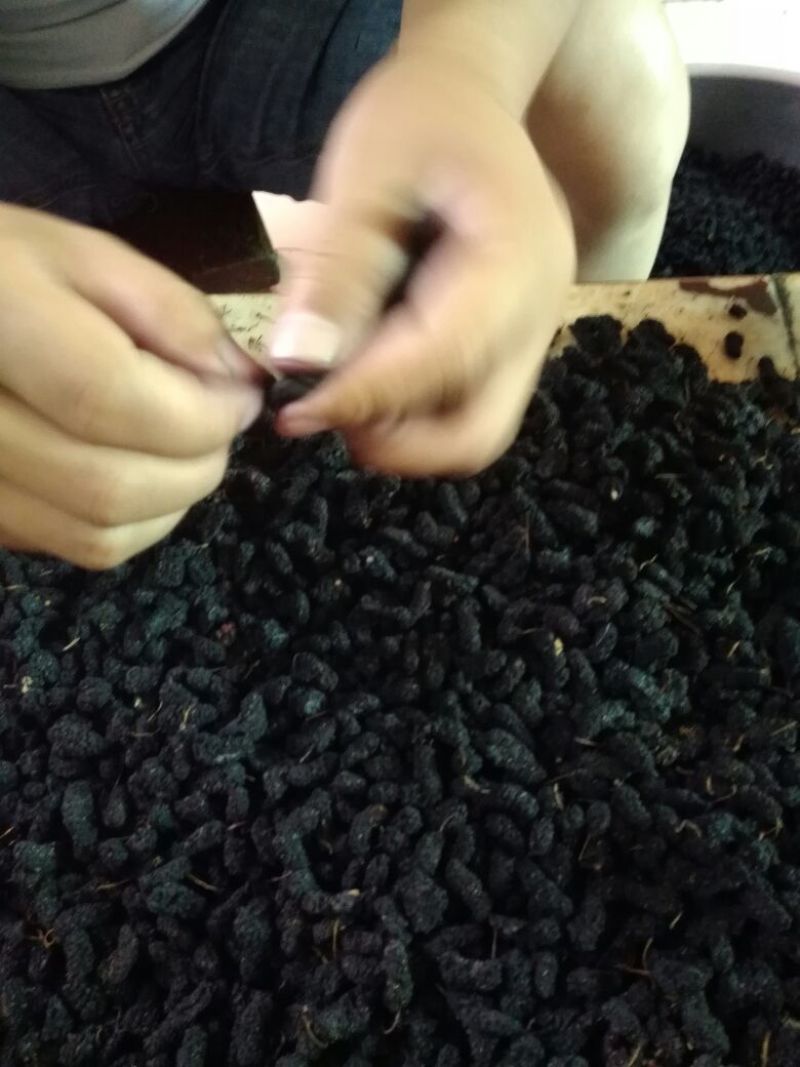 桑椹～烘干特级12.5！晒干特级10/