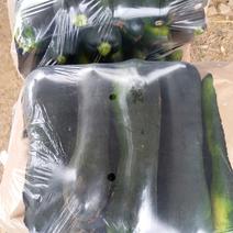 黑皮南瓜2~3斤以上长条形、质量佳、价格适中