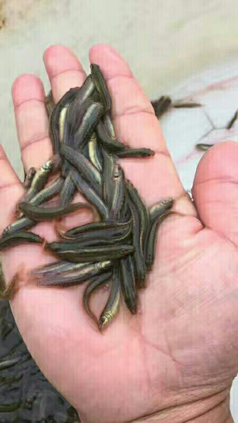 台湾泥鳅苗泥鳅苗商品泥鳅泥鳅苗场广东泥鳅孵化场