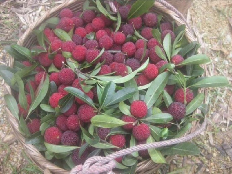 火炭杨梅
