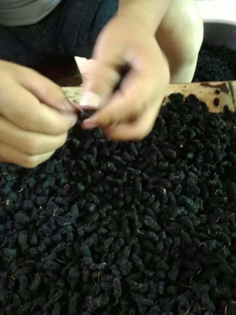 桑葚干～优质干烘特级桑果干16晒干特级15！1斤起批发价
