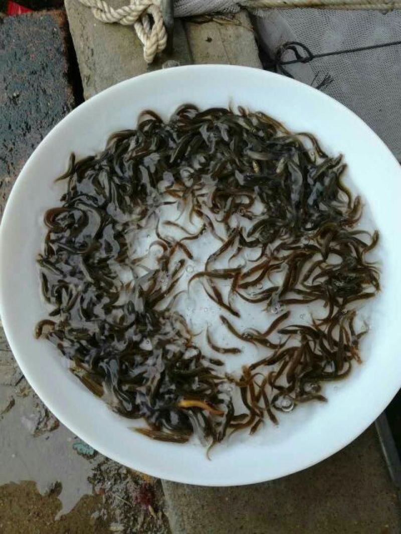 泥鳅苗台湾泥鳅苗泥鳅苗养殖场生长速度快