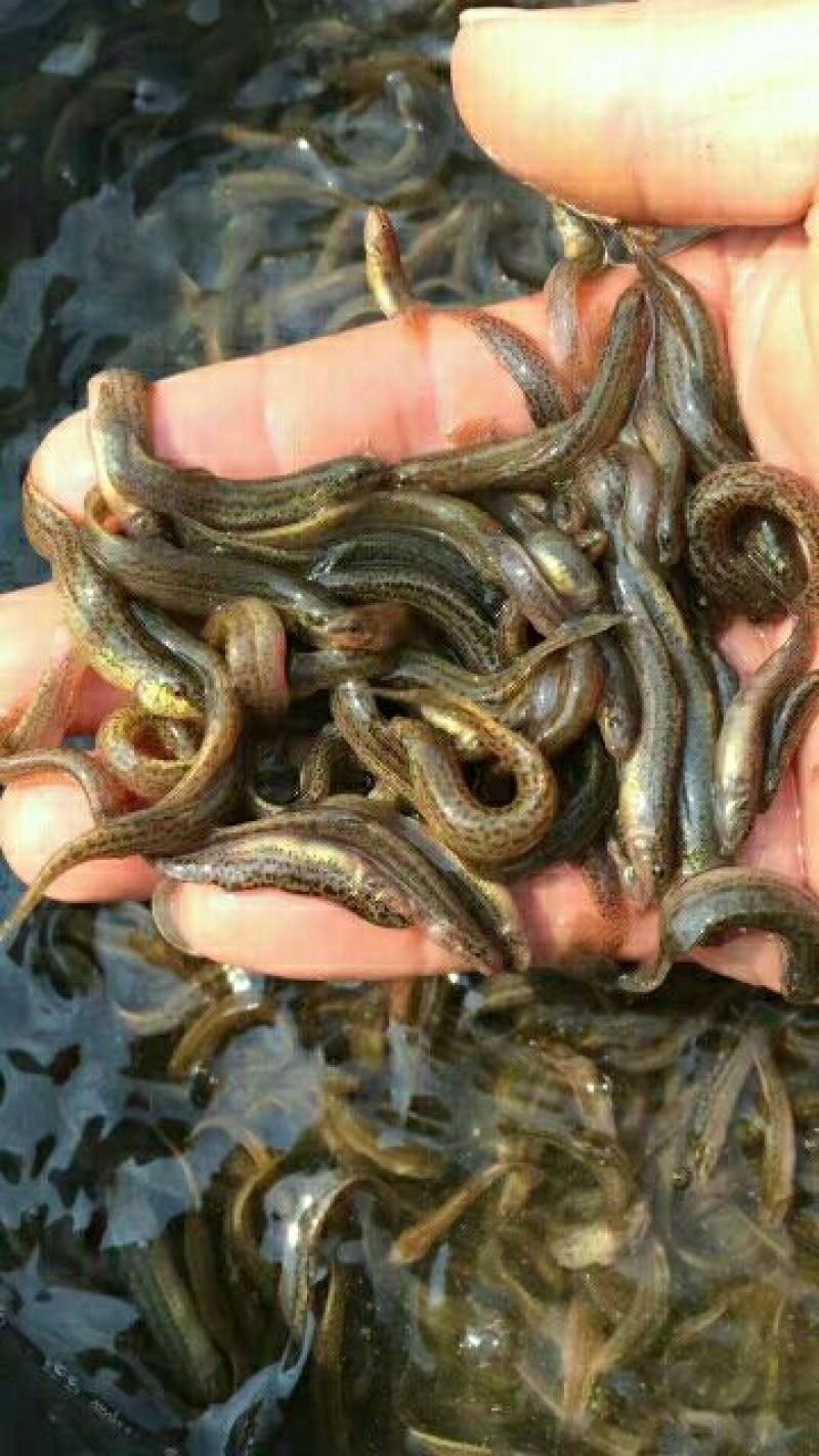 泥鳅苗台湾泥鳅苗泥鳅苗养殖场生长速度快