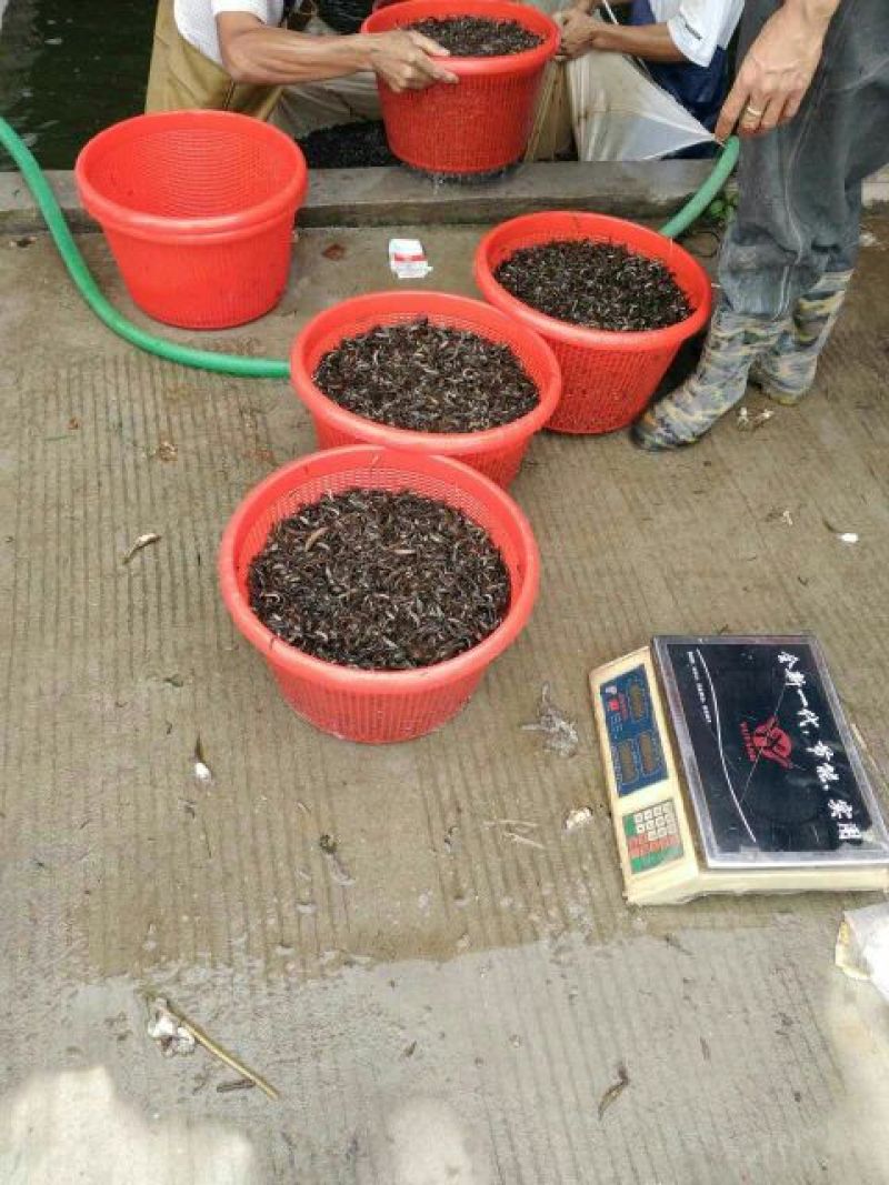 泥鳅苗台湾泥鳅苗泥鳅苗养殖场生长速度快