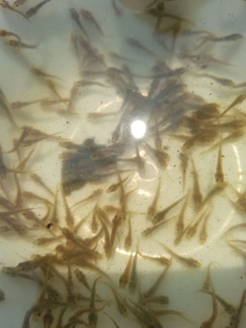 泥鳅苗台湾泥鳅苗泥鳅苗养殖场生长速度快