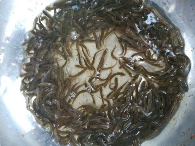 泥鳅苗台湾泥鳅苗泥鳅苗养殖场生长速度快
