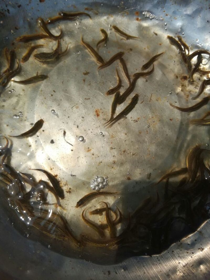 泥鳅苗台湾泥鳅苗泥鳅苗养殖场生长速度快