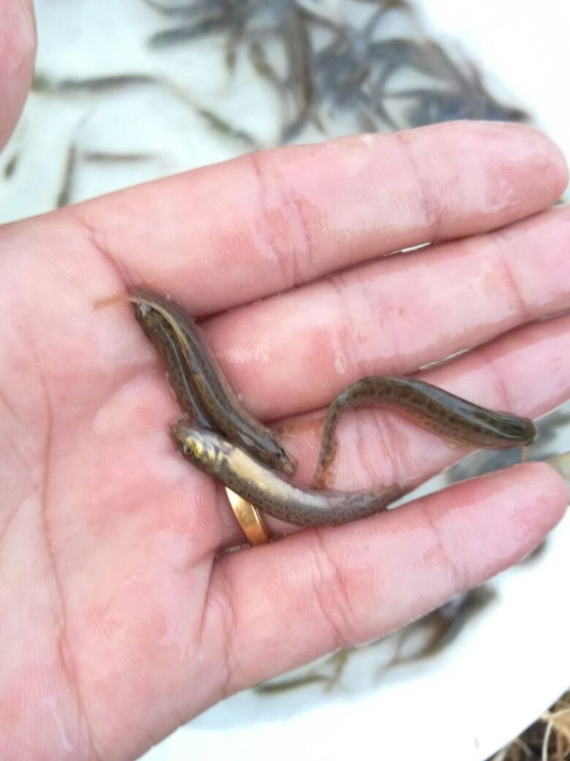 泥鳅苗台湾泥鳅苗泥鳅苗养殖场生长速度快
