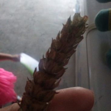 夏枯球