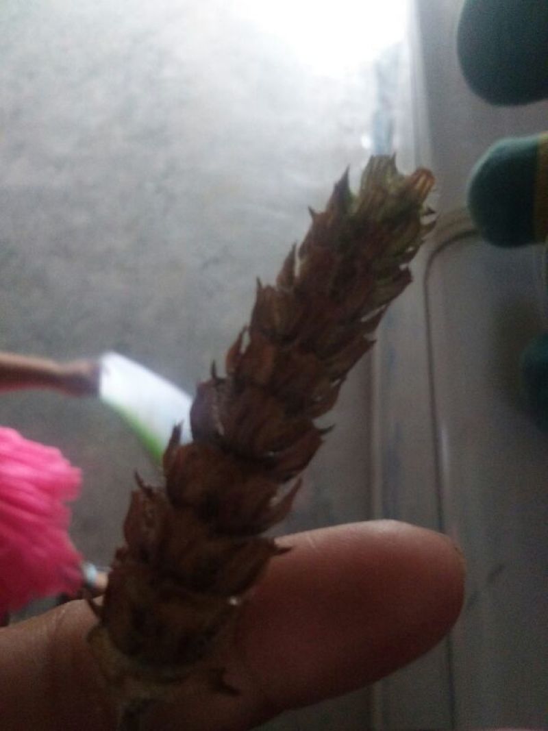 夏枯球