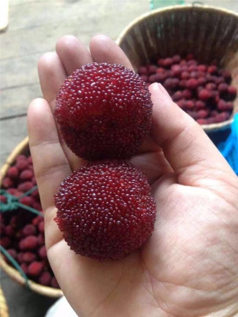 东魁杨梅