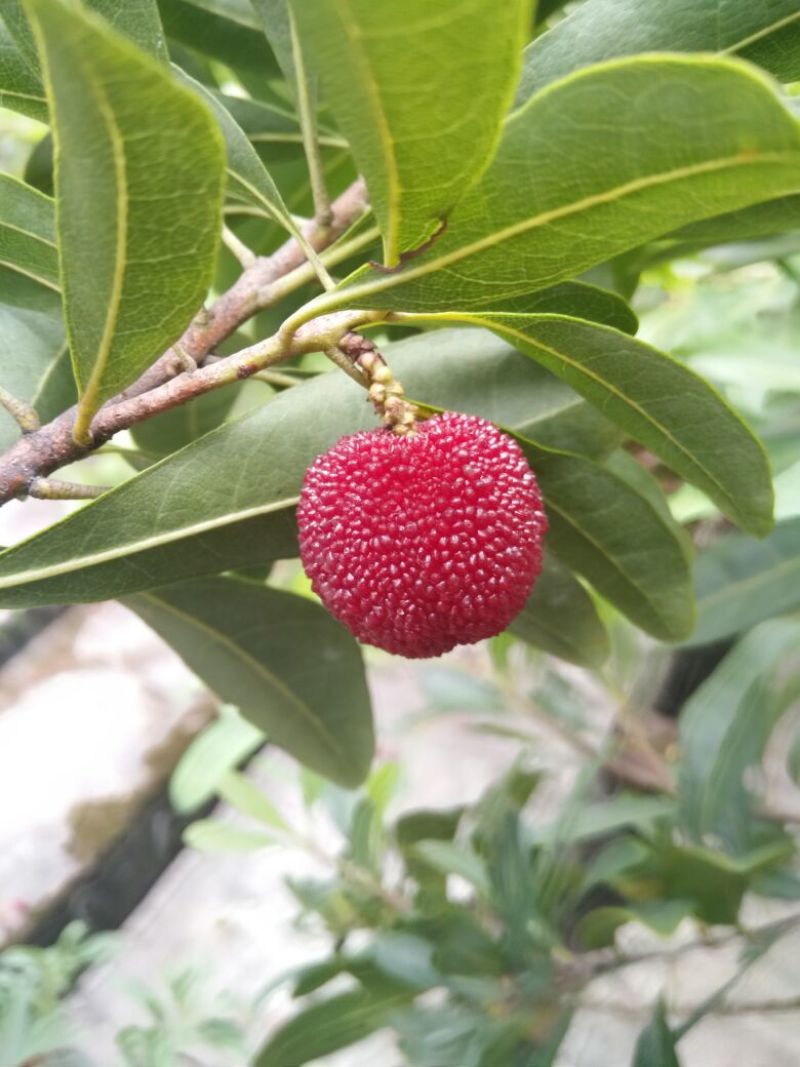 东魁杨梅2~2.5cm