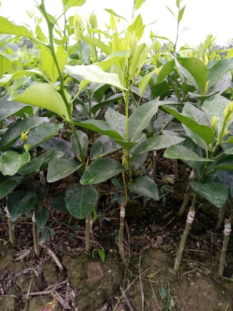 沃柑果苗（柑橘类果苗苗圃基地）以及各种品种柑橘，橙类苗