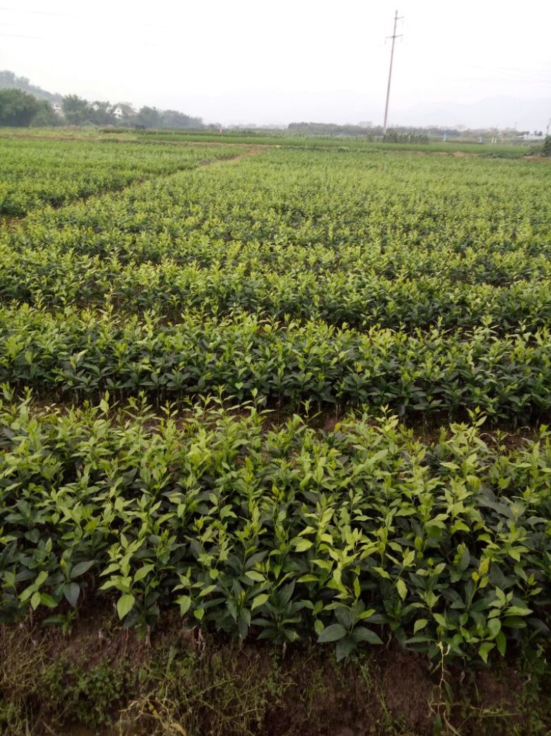 沃柑果苗（柑橘类果苗苗圃基地）以及各种品种柑橘，橙类苗