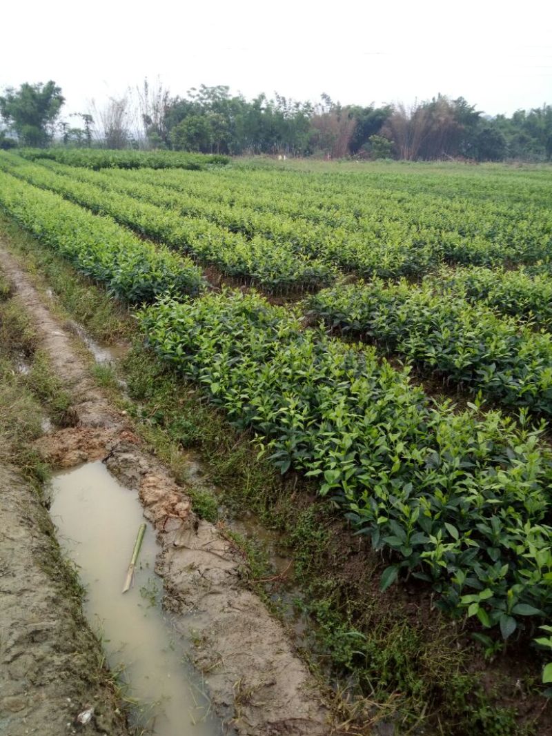 沃柑果苗（柑橘类果苗苗圃基地）以及各种品种柑橘，橙类苗
