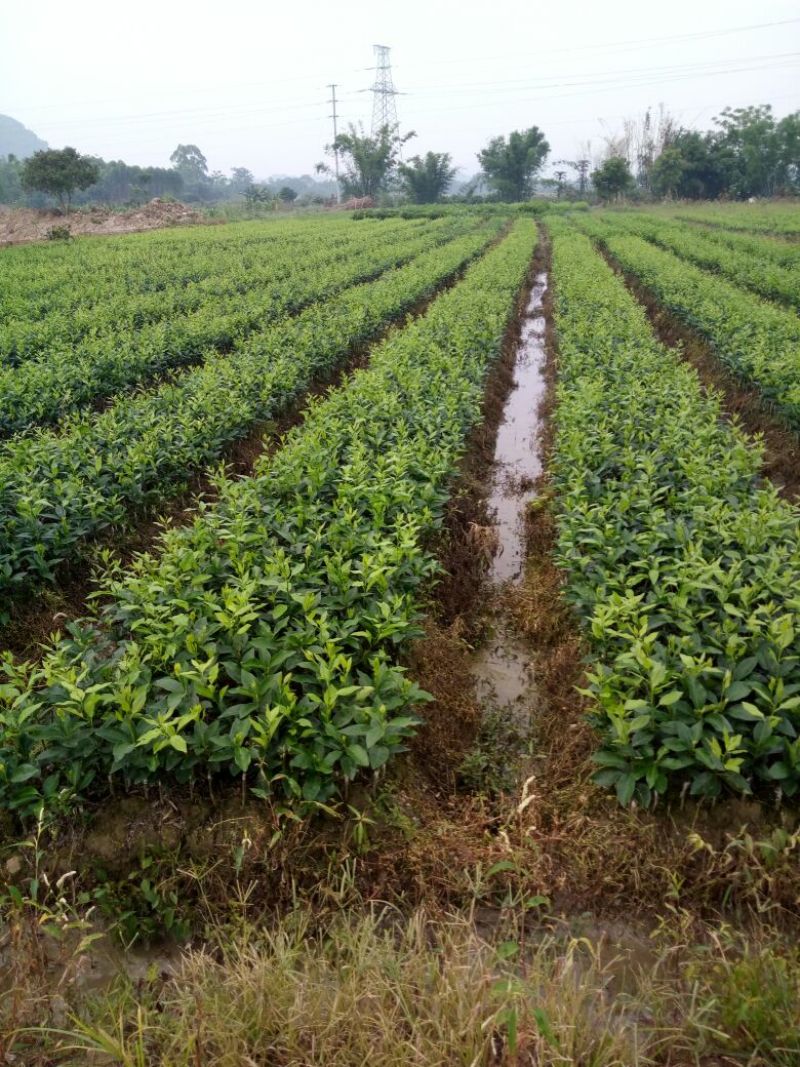 沃柑果苗（柑橘类果苗苗圃基地）以及各种品种柑橘，橙类苗