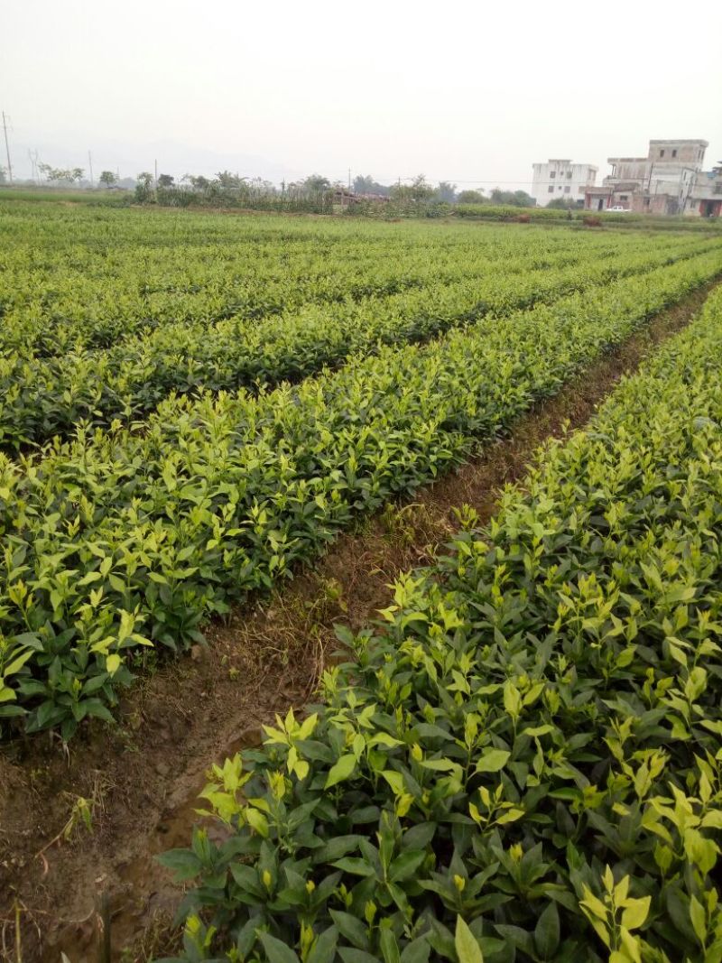 沃柑果苗（柑橘类果苗苗圃基地）以及各种品种柑橘，橙类苗